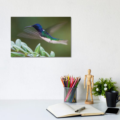 " White-Necked Jacobin " by Ken Archer