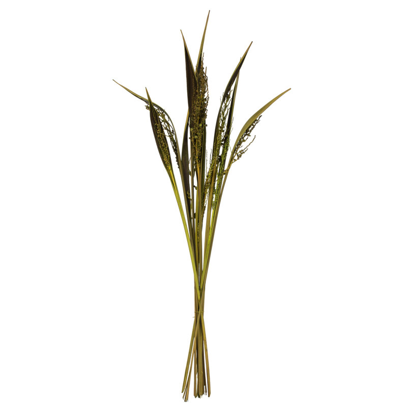 Bahia Spears Plant, Basil