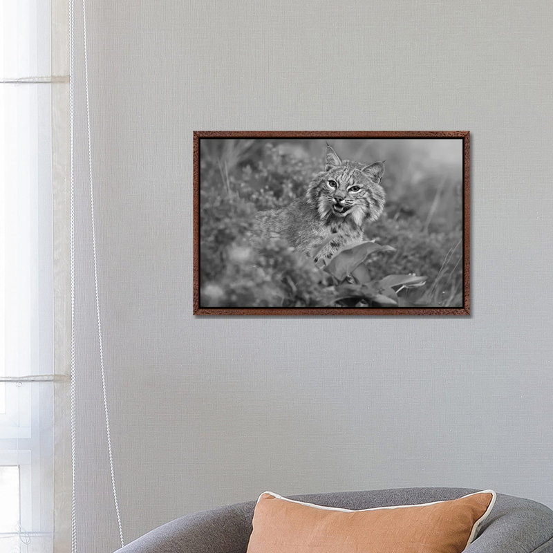Bobcat, Montana 1 Piece Wall Art on Canvas, 66.04 cm H x 45.72 cm W, Classic Wood Framed