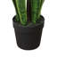 Snake Plant Drop-In