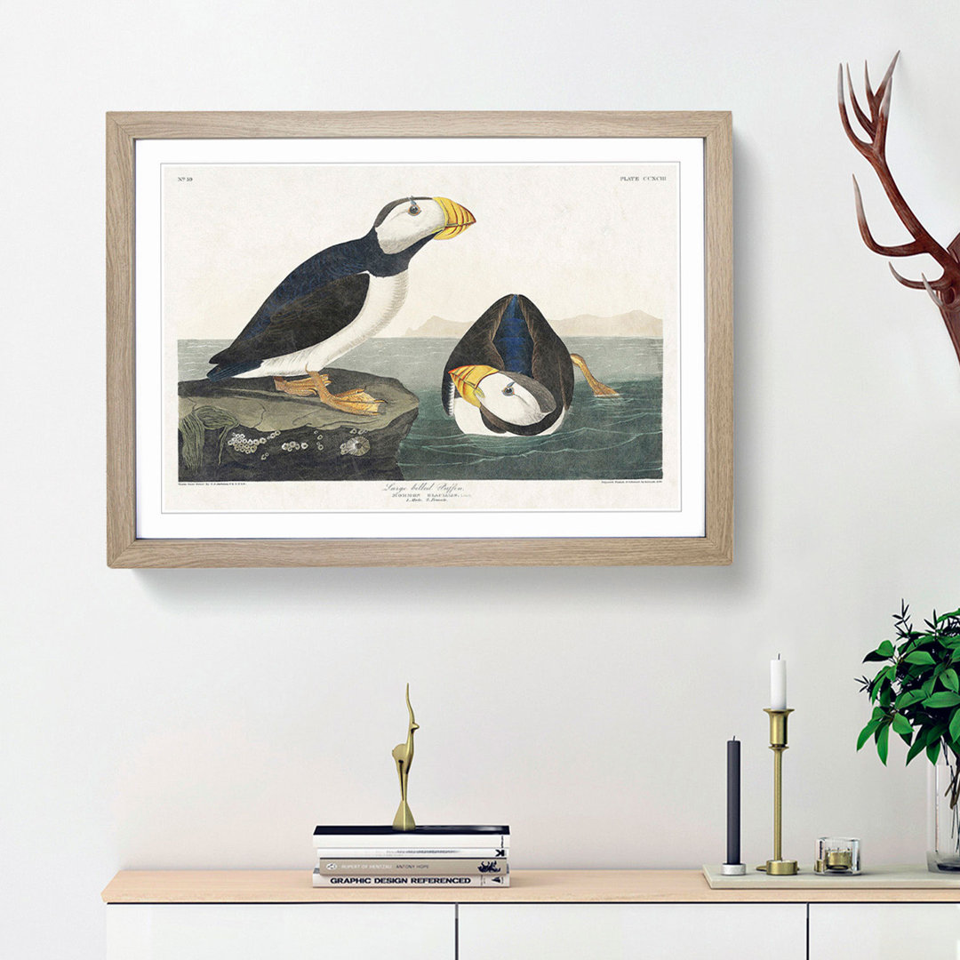 Atlantic Puffins by John Audubon - Framed Print