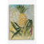 Ananas botanique - reproduction sur toile tendue-28761779