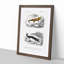 Salamander Illustrations PL. 18 by Charles d' Orbigny - Picture Frame Painting Print-55613440-55613439