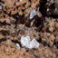 Adamite et calcite sur limonite. Mapami, Mexique