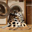  Tapis lavable guépard des grands chats du Kenya-1261359509
