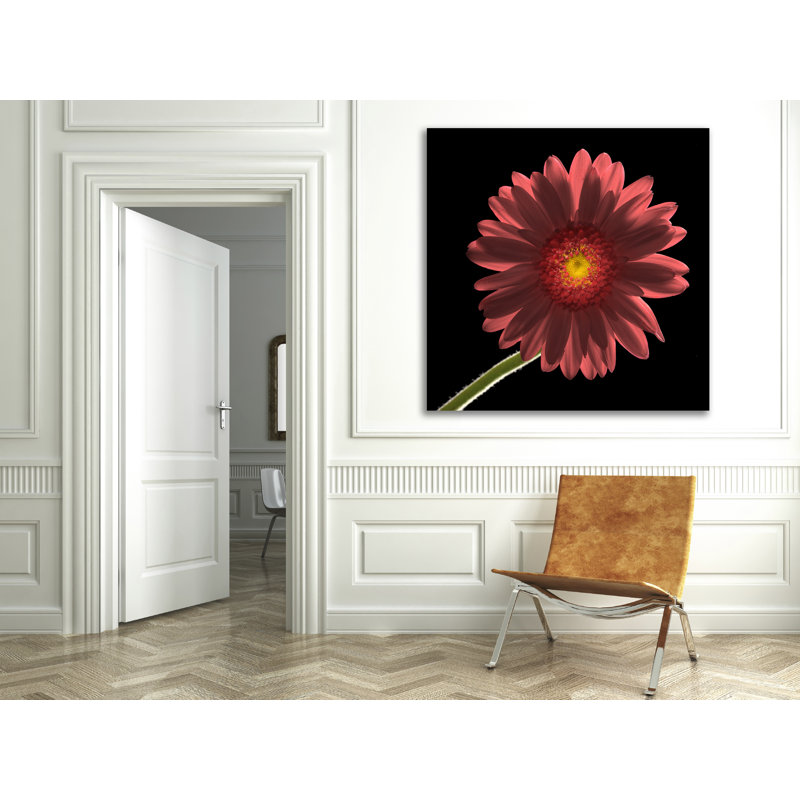 Gerber Daisy 1 by Barry Seidman - Wrapped Canvas Print, 46cm H x 46cm W x 4cm D
