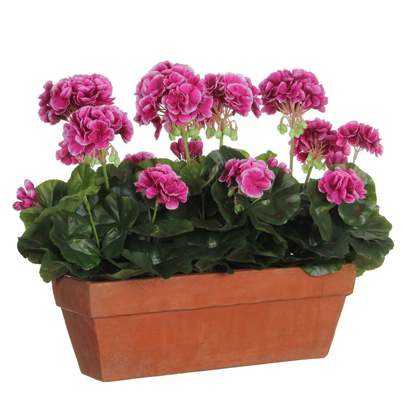 Geranium Arrangement in Planter, Purple