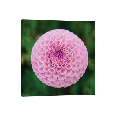 Close Up Of Blooming Pink Dahlia In Rhododendron Garden, Point Defiance Park, Tacoma, Washington, USA by Panoramic Images - Print on Canvas