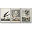 Pl 251 Pelican brun - ensemble de 3 cadres flottants sur toile-97710266-97710267