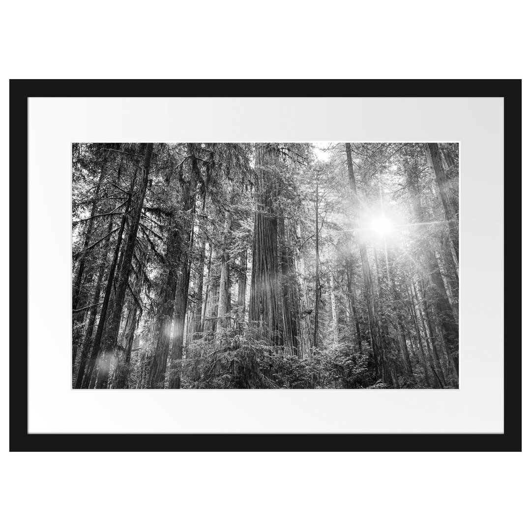 Gerahmtes Poster Wald bei Sonnenlicht