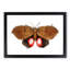 Augusta Moth by George Shaw - Framed Print-55456865-55456866