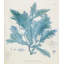 Delesseria Print by Henry Bradbury-26775544-26775545