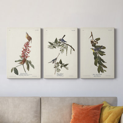 " Pl. 78 Great Carolina Wren " 3 - Pieces Painting Print