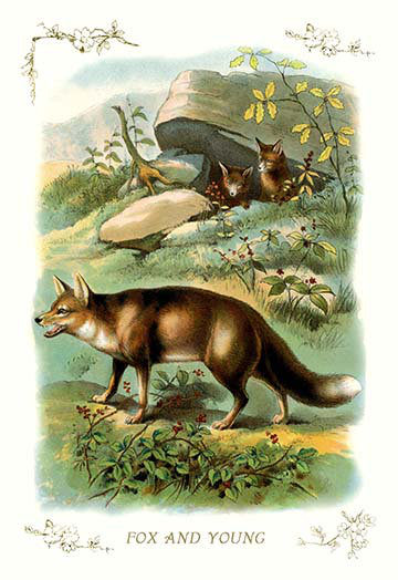 Fox and Young, impression