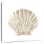 Coquillage clouté Aletra II-109229300