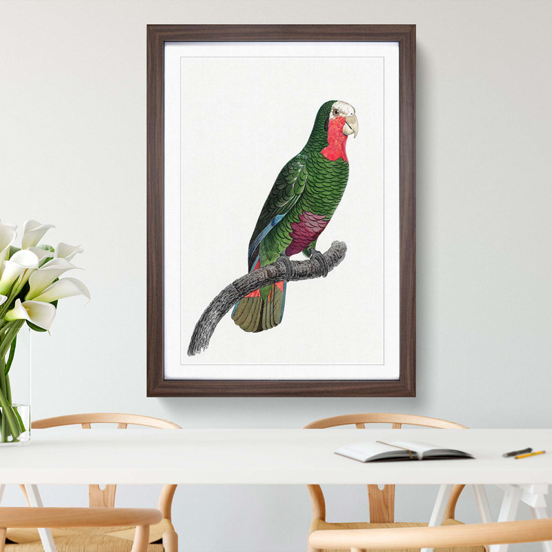 A Cuban Parrot by F. Levaillant - Framed Print, 33cm H x 24cm W x 2cm D, Walnut Framed