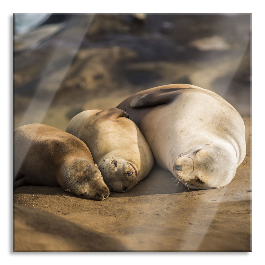 Glasbild Quadratisch | Wandbild Auf Echtglas | Familie Seelöwen In Der Sonne | Aufhängung Und Abstandshalter LQ9617