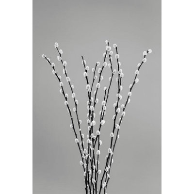 Posterazzi " USA Washington State Seabeck Black and White of Pussy Willows " Black and White Photography Print