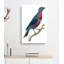 Purple-Breasted Chatterer Bird by George Shaw - Wrapped Canvas-55330296