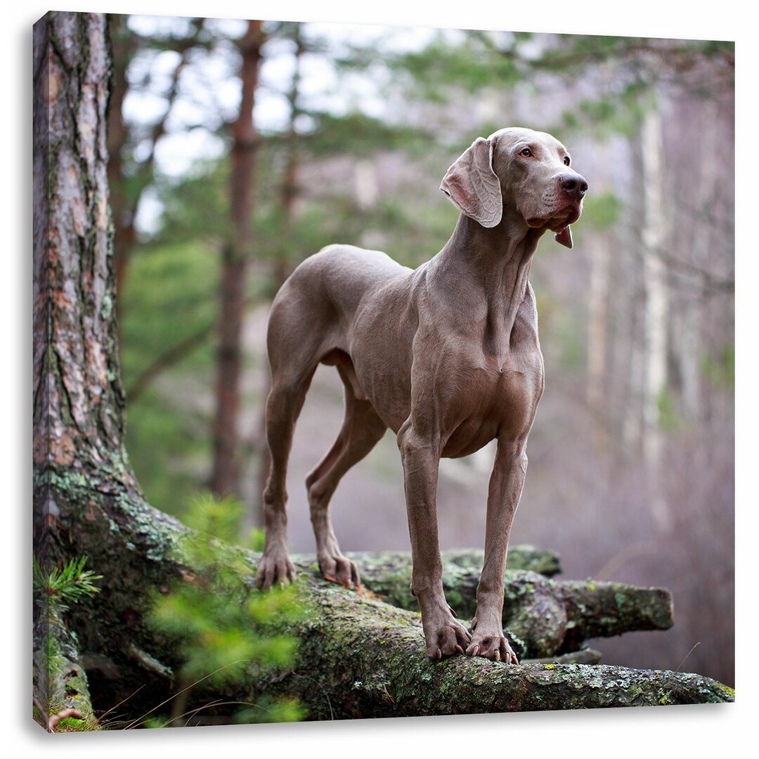 Leinwandbild Edler Weimaraner im Wald