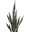 Snake Plant - Kitchen Botanical-2021095818