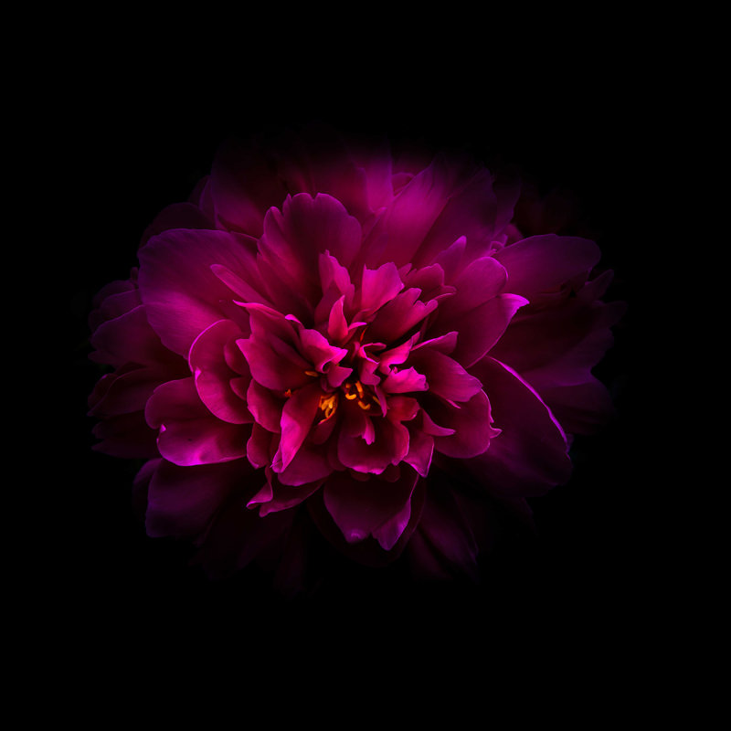 Pivoine rouge - impression sur toile tendue, H 30 po x l 30 po
