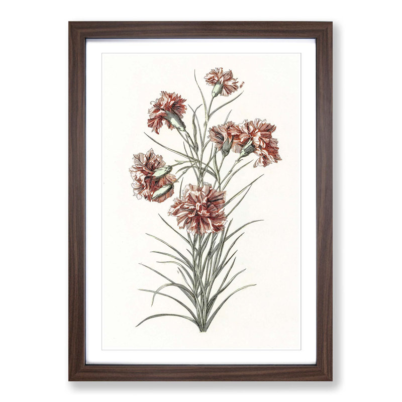 Six Carnations by Johan Teyler - Picture Frame Painting Print, 36cm H x 27cm W x 2cm D, Walnut Framed