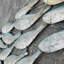 Coastal Animals Wall Decor