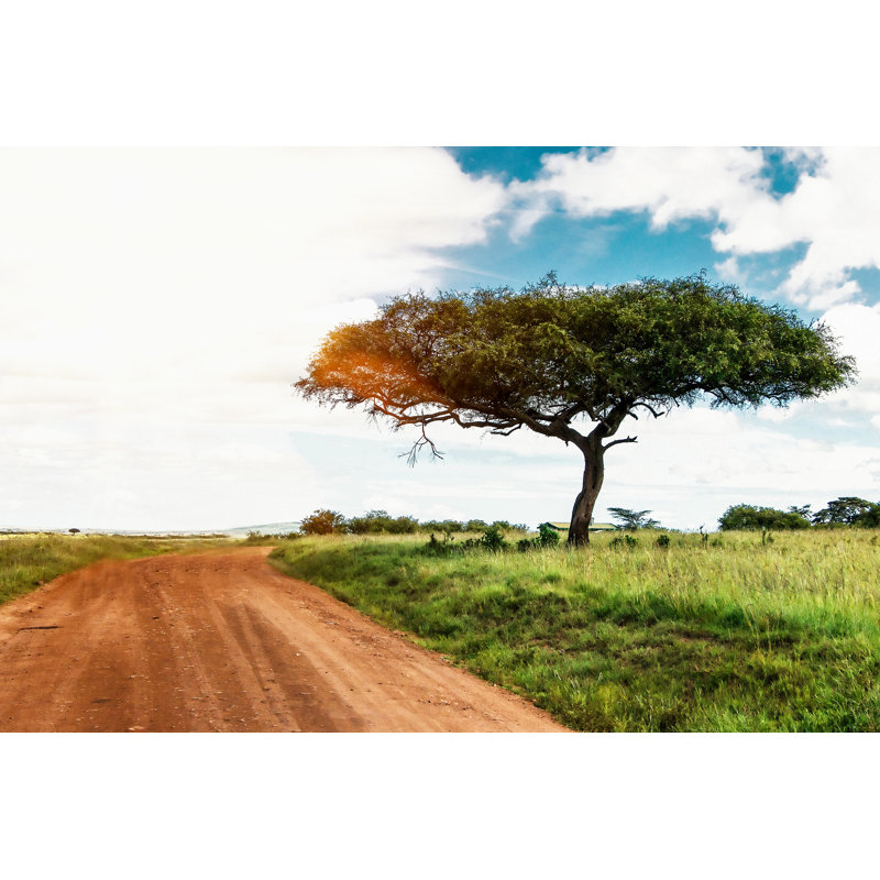 Acacia dans la savane africaine sur toile par Zenobillis, photographie, H 8 po x l 12 po x P 1,25 po