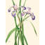 Blueflag Iris, 1919 by Mary Vaux Walcott - Art Prints on Canvas-1542575245