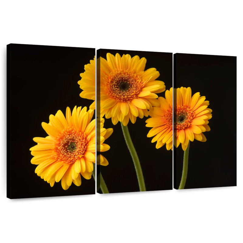 Trois marguerites Harnek sur fond sombre, H 32 po x l 50 po