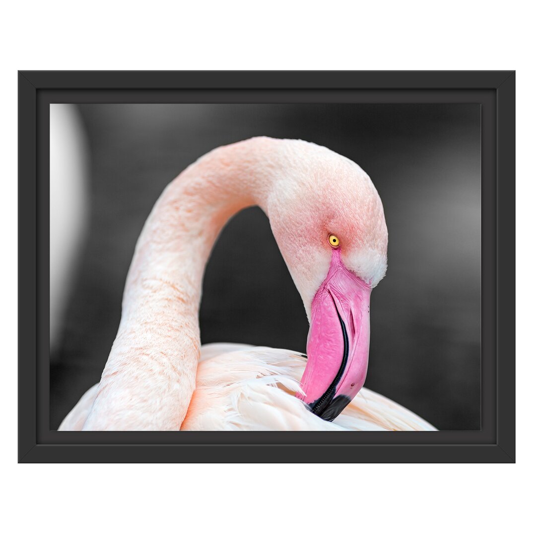 Gerahmtes Wandbild Flamingo putzt sein Gefieder