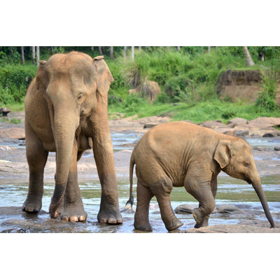 Pinnawela Elephant Orphanage - Wrapped Canvas Print