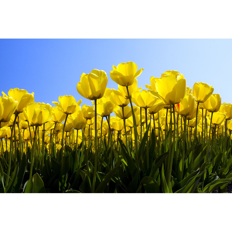 Close Up Of Filed Tulips by Michalzak - Wrapped Canvas Print, 81cm H x 122cm W