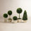 Alby Boxwood Topiary in Pot