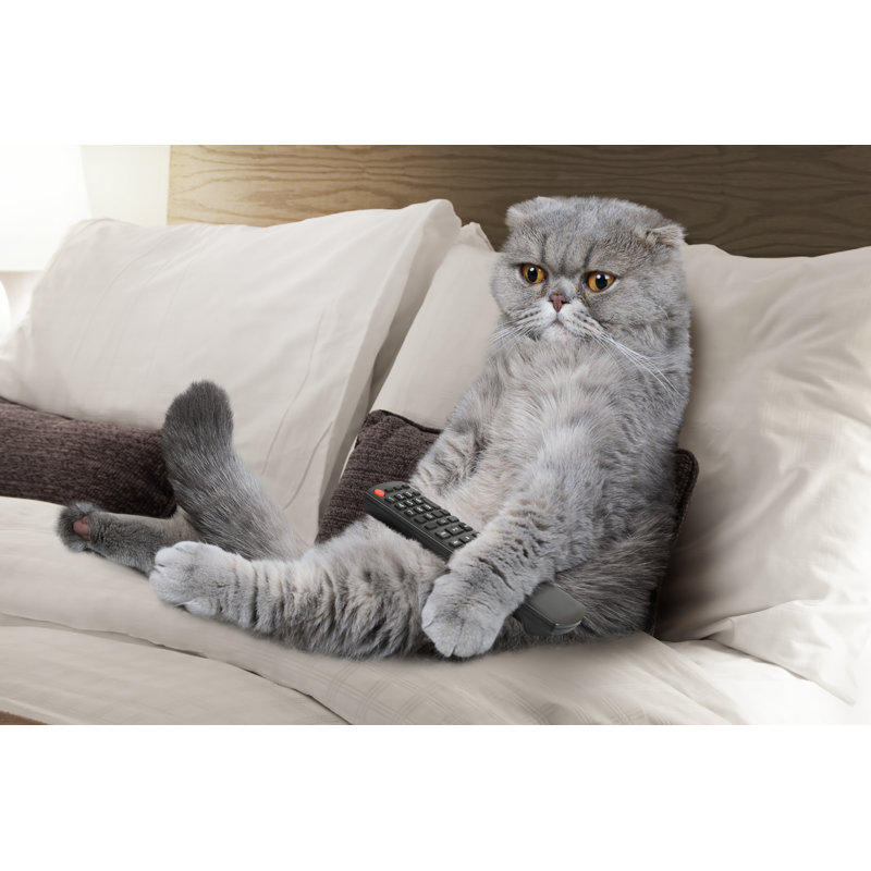 Scottish Fold Cat by Alkir - Wrapped Canvas Print, 51cm H x 76cm W x 3.8cm D
