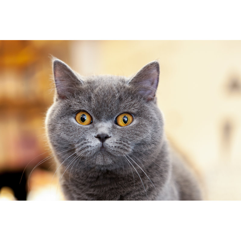 British Shorthair Lilac by Andrii Atanov - Wrapped Canvas Print, 30cm H x 46cm W