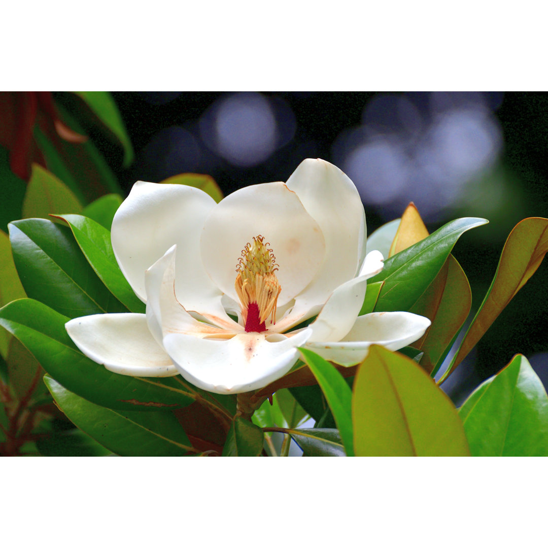 Magnolia Grandiflora / Southern Magnolia / Bull Bay Flower