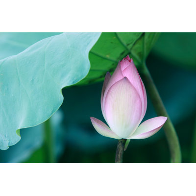 Lotus by BobbyLau - Wrapped Canvas Print