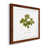 Maple selected
