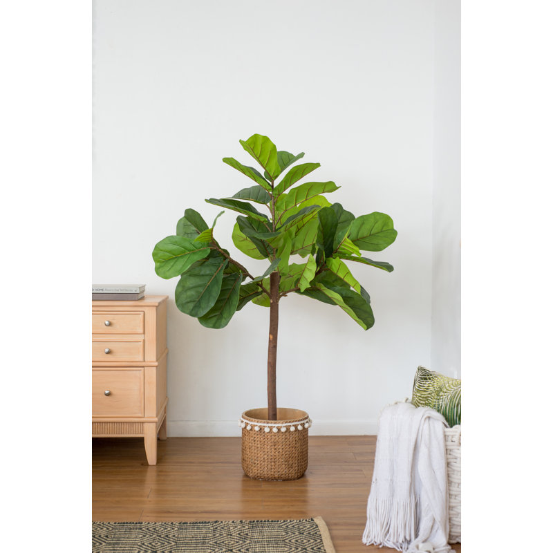 Arbre à feuilles de figuier Fiddle - 25 po x 25 po x H 52 po - vert