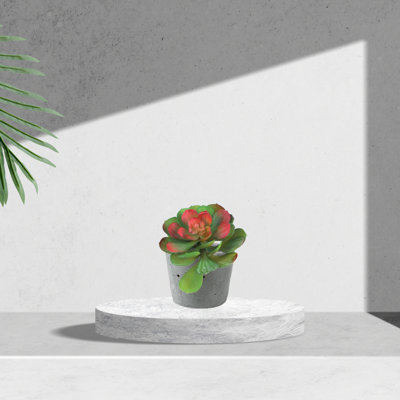Mott 6.5'' Tall Succulent