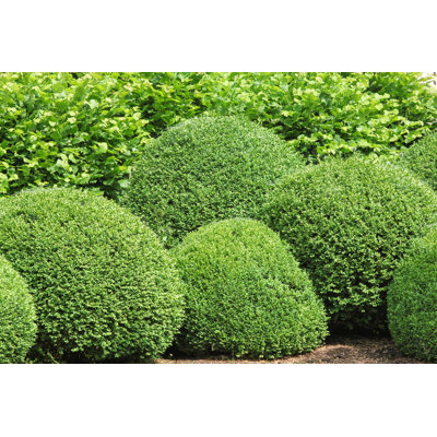 " Box Tree Plantation "