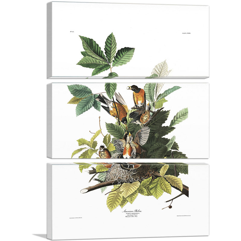 " American Robin " by James Audubon 3 - Pieces Painting Print, 60" H x 40" W x 0.75" D