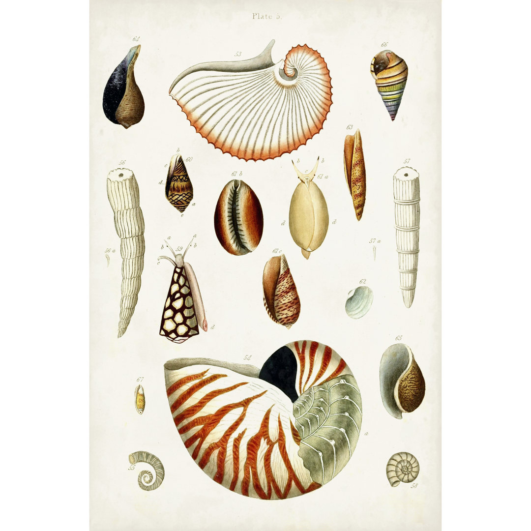 Leinwandbild Antique Shell Collection I