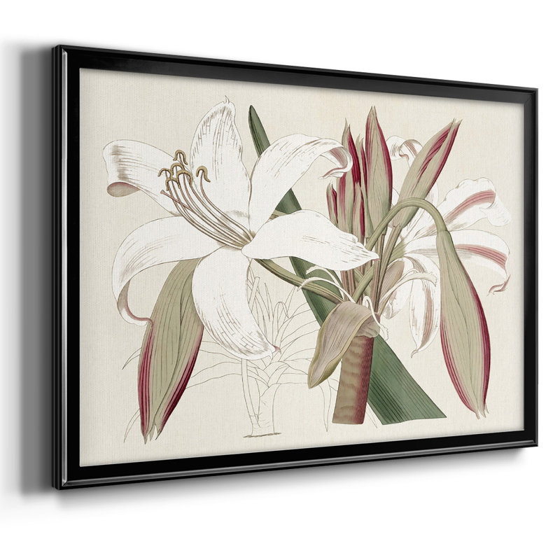 Amaryllis Varietals II, reproduction d'art sur toile, H 30 po x l 44 po, Noir