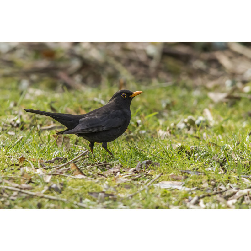 Blackbird (Turdus Merula) by Rosemarie_Kappler - Wrapped Canvas Print, 30.48cm H x 45.72cm W