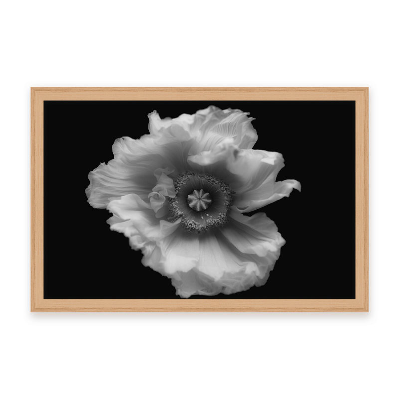 Nature Inspired Poppy in Mono by  - Picture Frame Photograph on Paper, 16" H x 24" W x 1.125" D, Framed Matted Print, Black