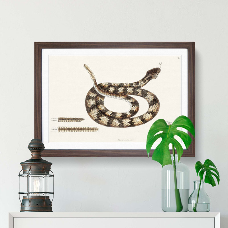 Rattlesnake by Mark Catesby - Picture Frame Painting Print, 36cm H x 48cm W x 2cm D, Walnut Framed