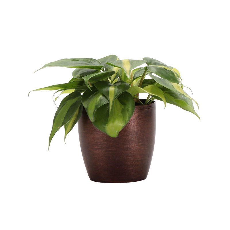 Live Brazil Philodendron Plant in Classic Pot, Copper